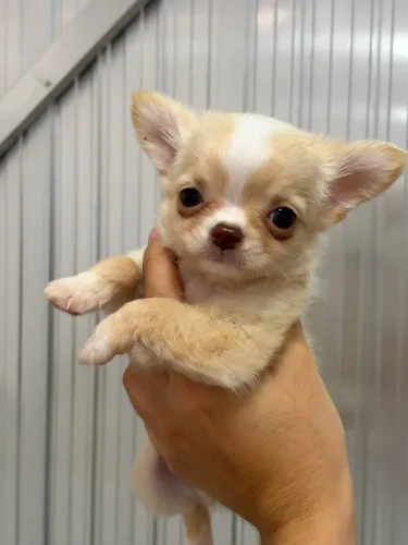 chihuahua creme macho