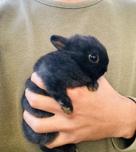 Netherland Dwarf filhote
