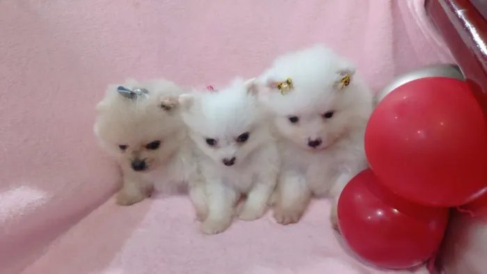 Spitz alemão anão bibelôs minusculos