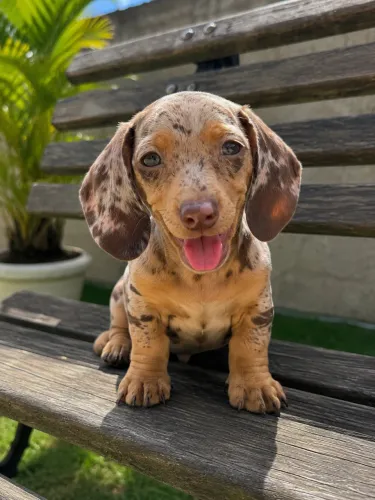 Daschshund m