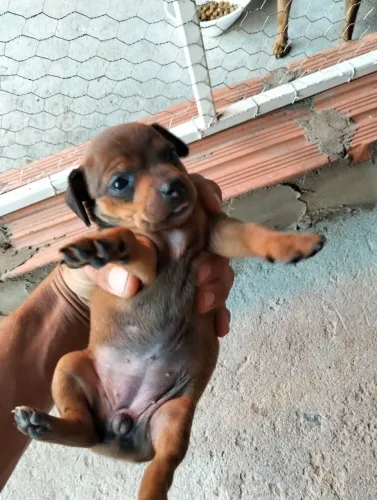 Vendo 4 filhote de Pincher 3 fêmea e 1 macho