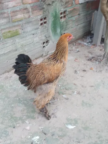 Vendo este lindo terno de Brahma 