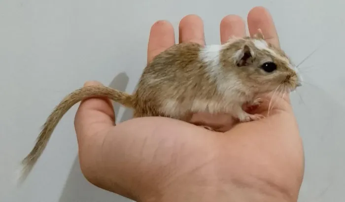 Pet esquilo macho e fêmea no mesmo padrão