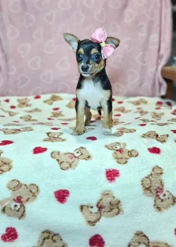 Baby Pinscher/Pincher/Pinsher/Pintier carinhosos e muito companheiros