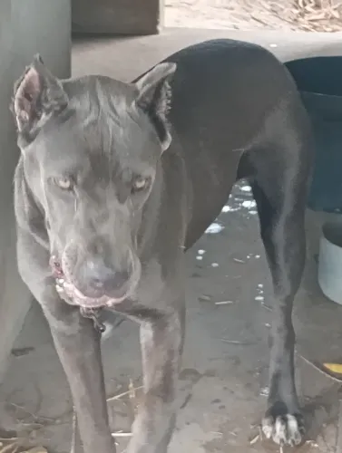 Cão de grande porte