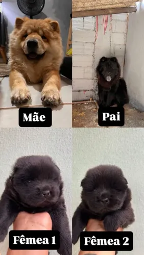 Filhote chow chow  puro 