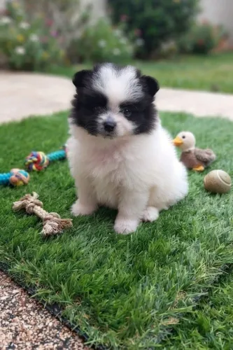 Spitz alemão casal Zinho 2500 os dois