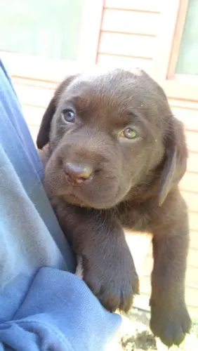 Labrador lindo filhote