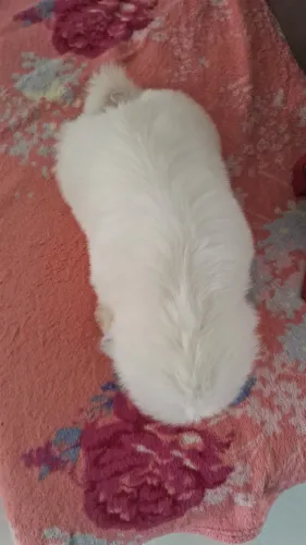Vende se shitzu fêmea 14/07  já tomou primeira dose da vacina remédio de verme, 