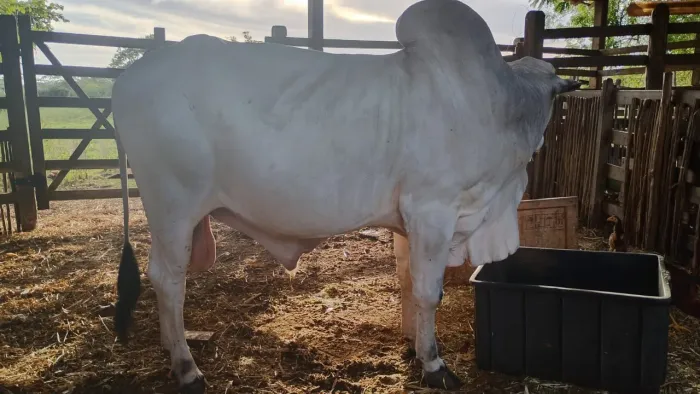 Vendo bois para engorda ou reprodução 