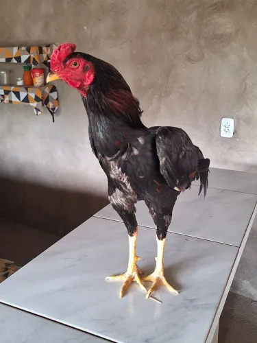 Galo ?