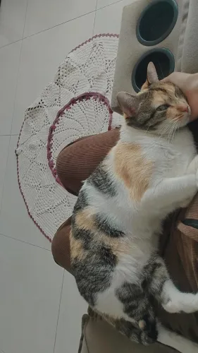Adoção de gatinha urgente!!! 