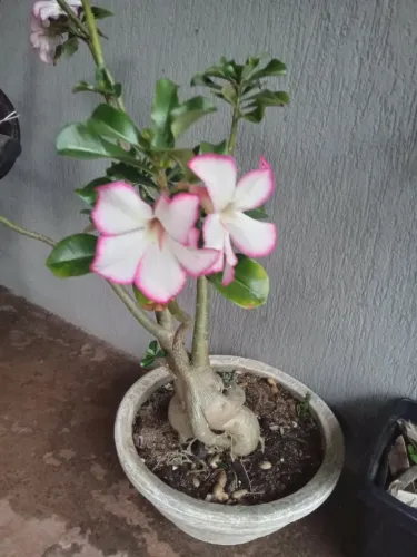 Vendo esta muda de deserto bozai