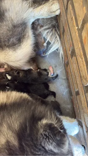 Filhote de husky siberiano para reserva