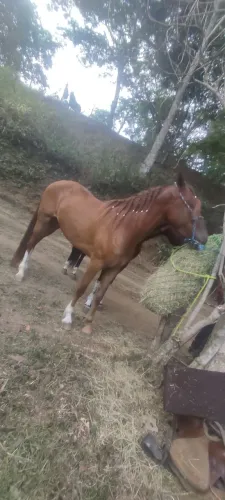 Cavalo Mangalarga Marchador 