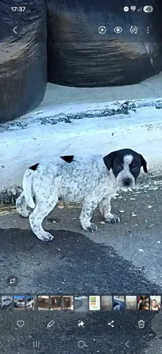 Cachorrinho para adoção 