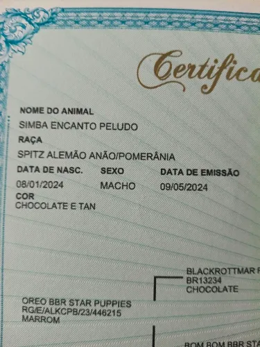 Spitz Alemão anao