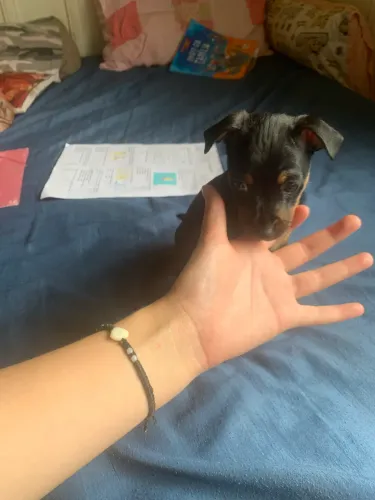 Pinscher
