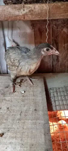 Franga cara de palhaço azul 