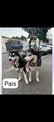 Filhotes husk siberiano