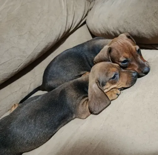 Vendo filhotes de Basset dachshund machos