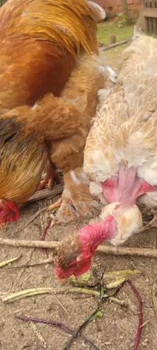 Frangos variados
