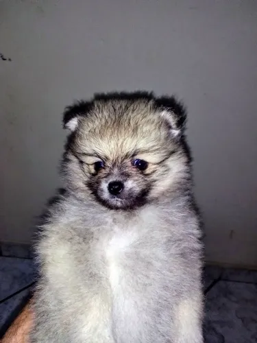 Spitz alemão anão Lulu da Pomerânia _ursinho fêmea