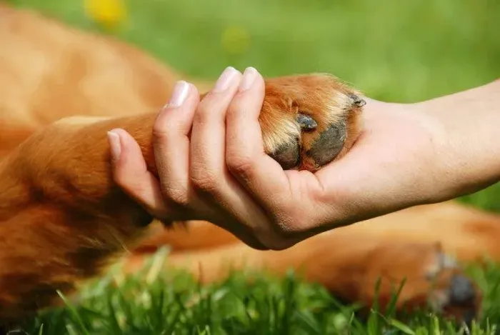 Cuidador de Pets