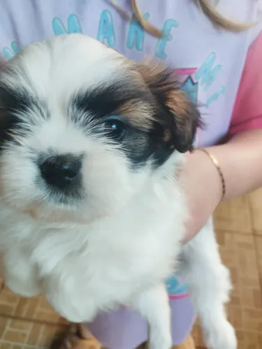 Shit tzu 01 femea e 02 machos