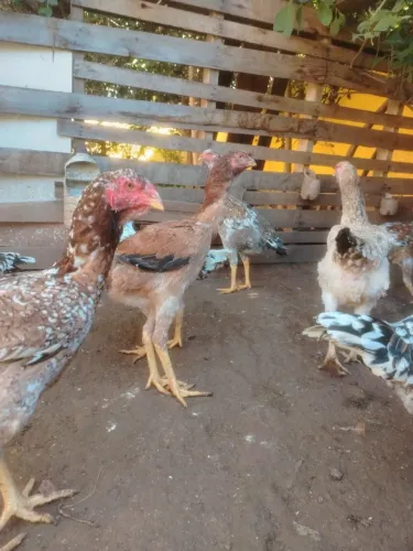 Frangas e galinhas indio gigante