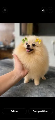 Fêmea adulta Spitz alemão 