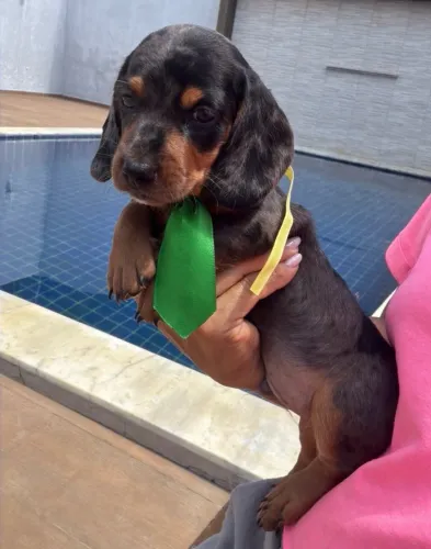 Lindo filhote DACHSHUND ARLEQUIM
