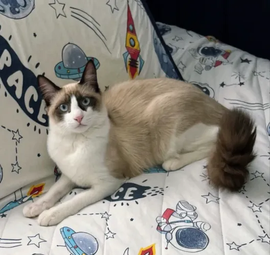 Doação gato 