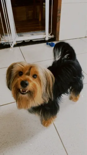 Cachorro para cruzar