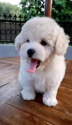 Poodle toy machinho maravilhoso.