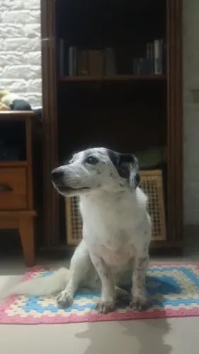 Doação cachorra adulta, castrada e vacinada