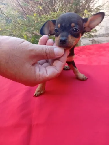 Pinscher 00 filhote com jeitinho dócil