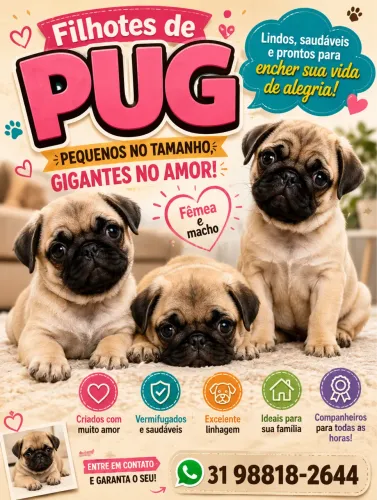 Filhotes de Pug disponíveis