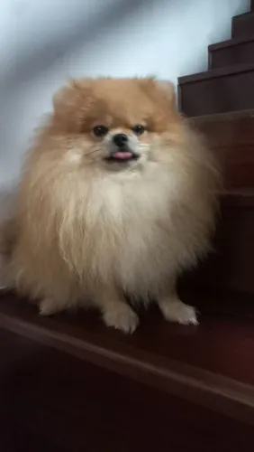 Spitz alemão anão (castrada)