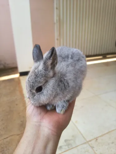Mine coelho