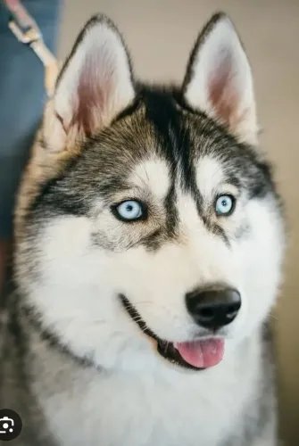 Huscky siberiano macho 10 meses valor 600 reais.