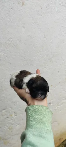 Um machinho de Shitzu 