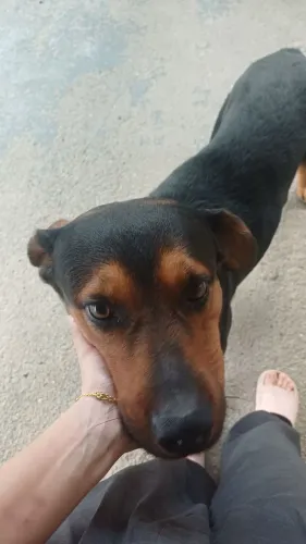 Adoção responsavel Thor