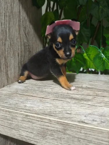 Pinscher zero macho e fêmea 