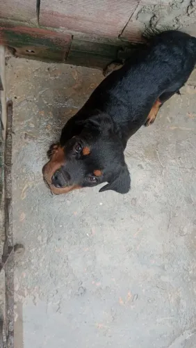 Filhote de rottweiler três meses .as vacinas já tomadas no precinho 