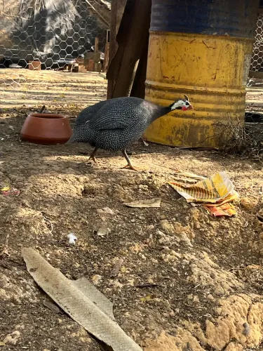 Galinha de angola machos