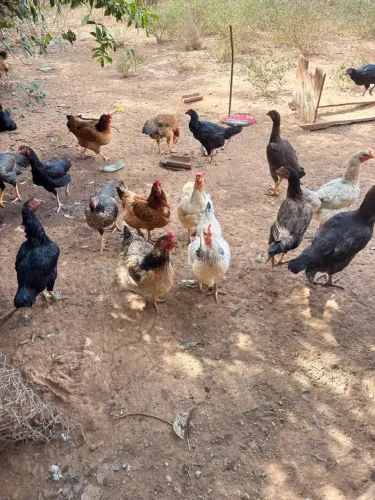 Galinha Caipira