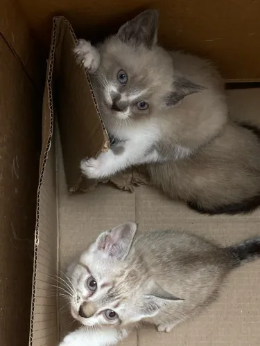 Doação gatinhos fofos
