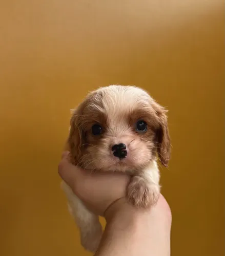 Cavalier