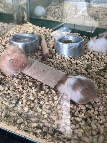 Hamster sírio 